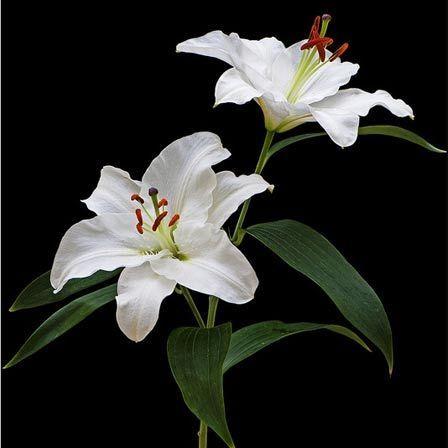 Scalable Operations Framework workshop space where corporate flower arrangements are designed and prepared for business delivery